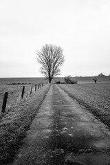 Tree Black and White