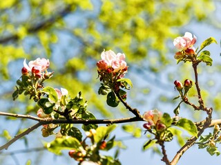 blossoming apple tree in spring on a background of blue sky