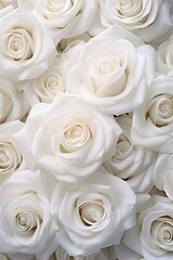 A Close-Up of Beautiful White Roses
