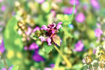 close up of purple dead nettle (Lamium purpureum)