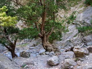 Samaria Gorge, Chania Region, Crete, Greece
