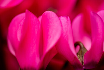 pink tulip closeup