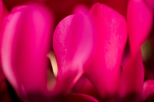 pink tulip closeup