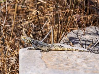 Lizard at the Delos Archaeological Site, Delos Island, Cyclades, Greece
