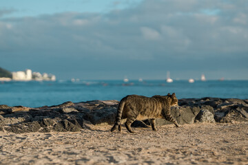 Stray cat at Magic Island / Ala Moana Regional Park, Oahu Hawaii. Waikiki and Diamond Head