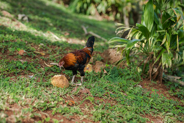 The rooster is eating breadfruit. Kaneohe Bay, Heʻeia State Park, Oahu, Hawaii