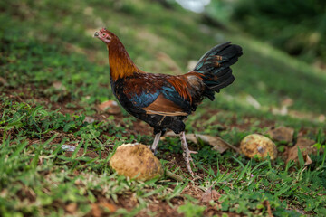 The rooster is eating breadfruit. Kaneohe Bay, Heʻeia State Park, Oahu, Hawaii