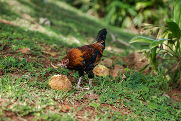 The rooster is eating breadfruit. Kaneohe Bay, Heʻeia State Park, Oahu, Hawaii