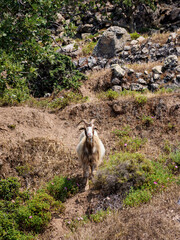 Goat at Nisyros Island, Dodecanese, Greece