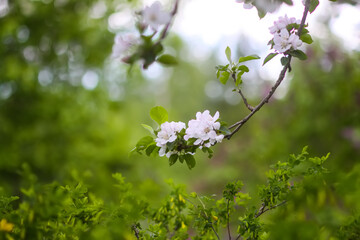 Apple tree blossoms in spring.