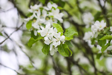 Fototapeta premium Apple trees in full bloom.