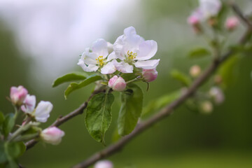 Obraz na płótnie Canvas Apple trees in full bloom.