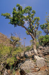 Commiphora myrrha