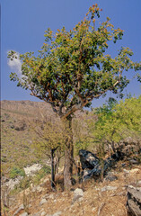Commiphora myrrha