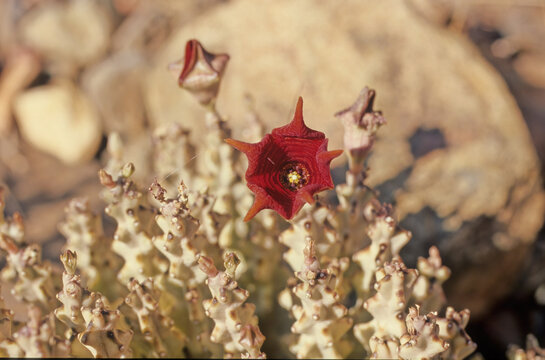 Caralluma socotrana