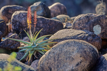Aloe perryi