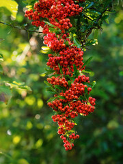 Rote Früchte, Beeren am Strauch , Schneeball