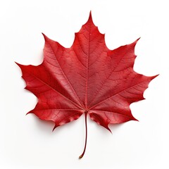 red maple leaf