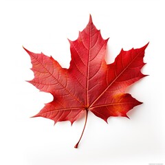 Obraz premium maple leaf isolated on white