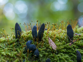 Kleine schwarze Pilze, Herkuleskeulen