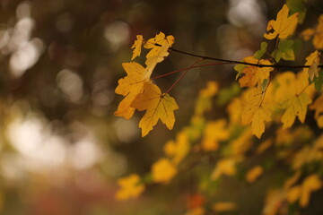 foglie di acero in autunno nel bosco