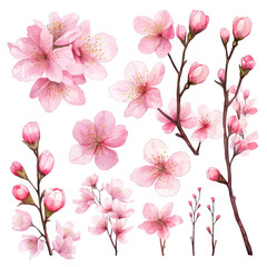 Vector collection of cherry blossoms