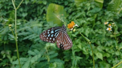 butterfly on a flower