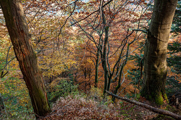 Naklejka premium Autumn forest, Beskid Sądecki, Lesser Poland, EU, Jesienny las, Beskid Sądecki, Małopolska, EU