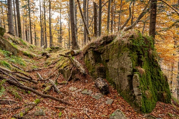 Autumn forest, Beskid Sądecki, Lesser Poland, EU, Jesienny las, Beskid Sądecki, Małopolska, EU