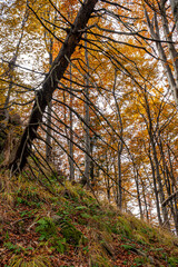 Obraz premium Autumn forest, Beskid Sądecki, Lesser Poland, EU, Jesienny las, Beskid Sądecki, Małopolska, EU
