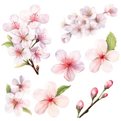Vector collection of cherry blossoms