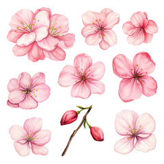 Vector collection of cherry blossoms