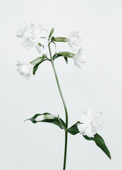 wonderful white flower