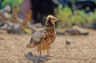 Egyptian vulture