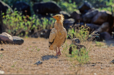 Egyptian vulture