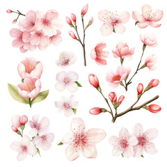 Vector collection of cherry blossoms