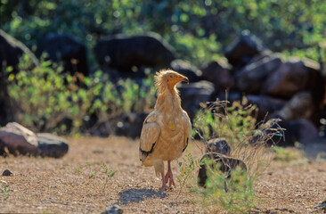Egyptian vulture