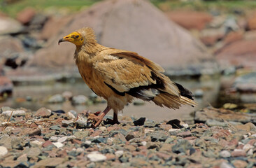 Egyptian vulture