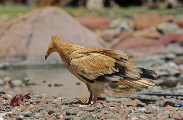 Egyptian vulture