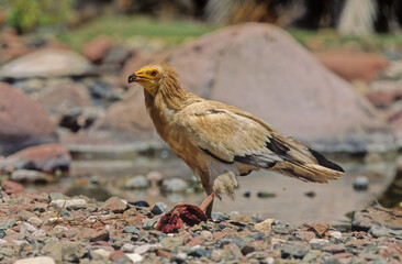 Egyptian vulture