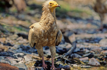 Egyptian vulture