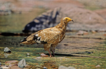 Egyptian vulture