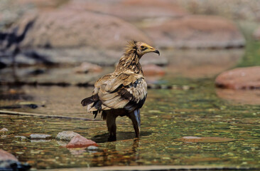 Egyptian vulture