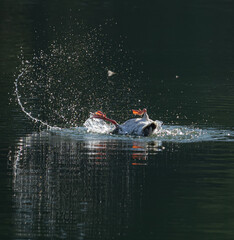 canard à l'envers avec éclaboussures