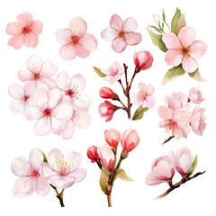Vector collection of cherry blossoms