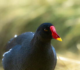 poule d'eau en gros plan avec bec rouge et jaune, oeil brillant, et plumage noir sur fond vert flouté