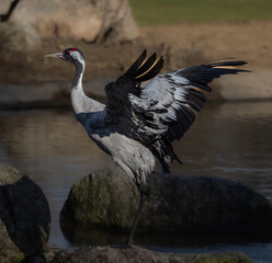 grue cendrée ouvre les ailes pour les aérer et les réchauffer devant un étang et posée sur des rochers