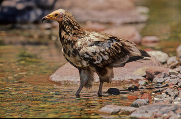 Egyptian vulture