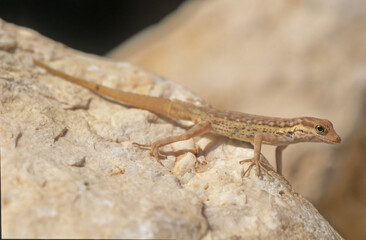 Pristurus samhaensis.