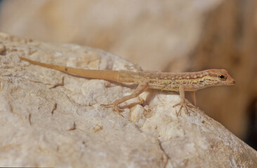 Pristurus samhaensis.